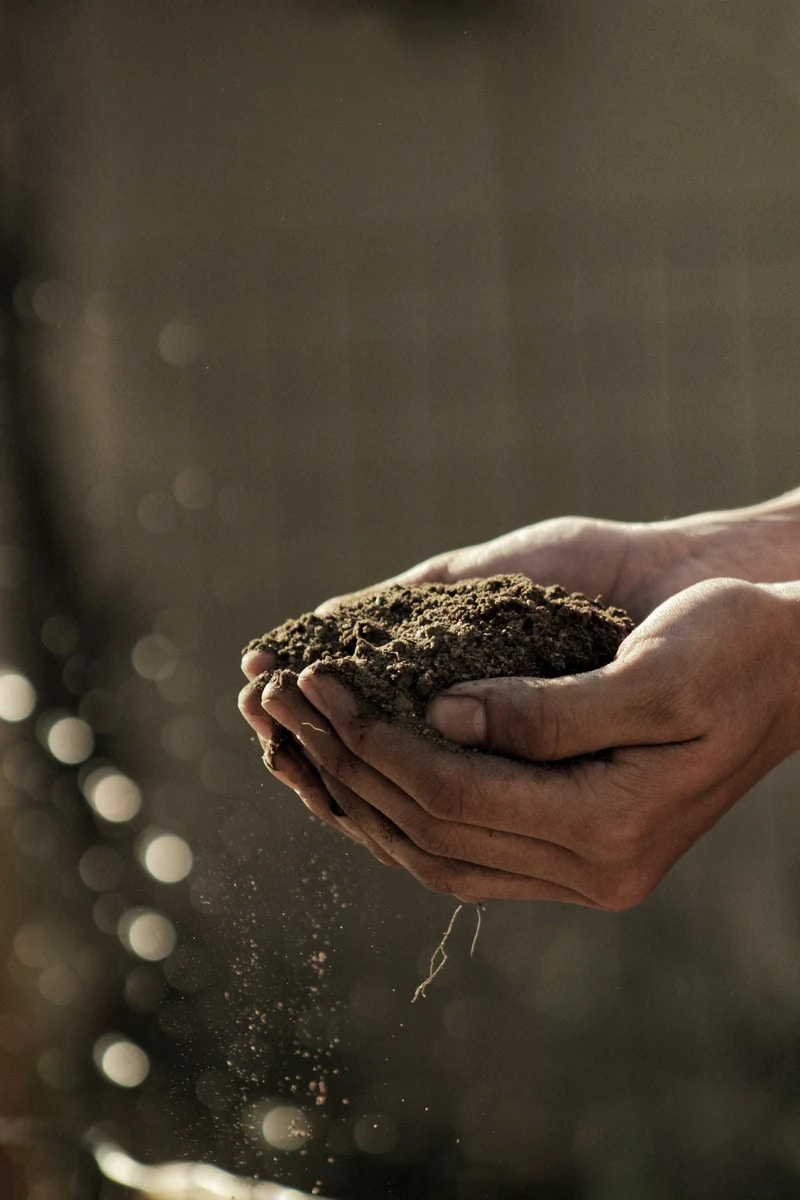 Agronomist holding soil in cupped hands