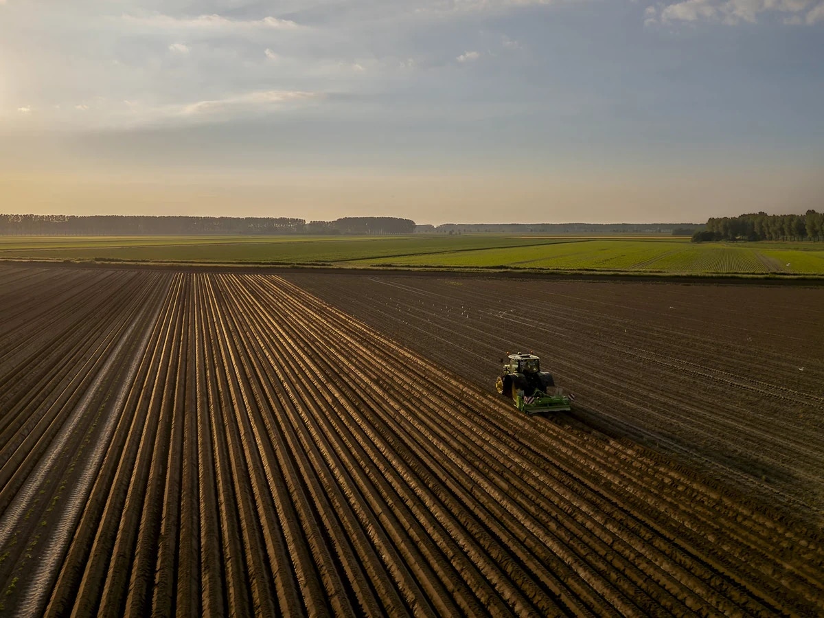 Aerial view of a harvester working cultivated rows