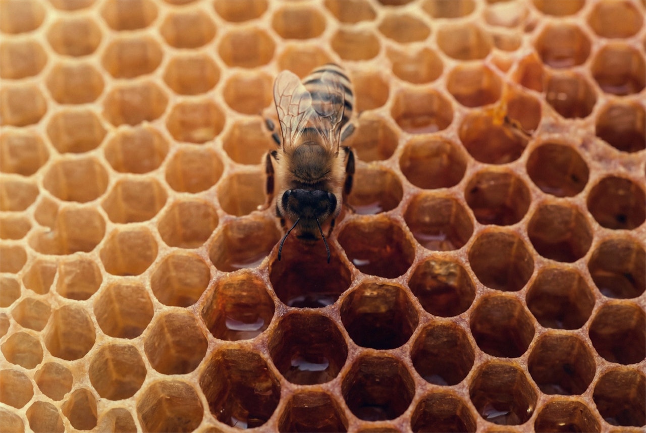 A bee on an open honeycomb cell, close up