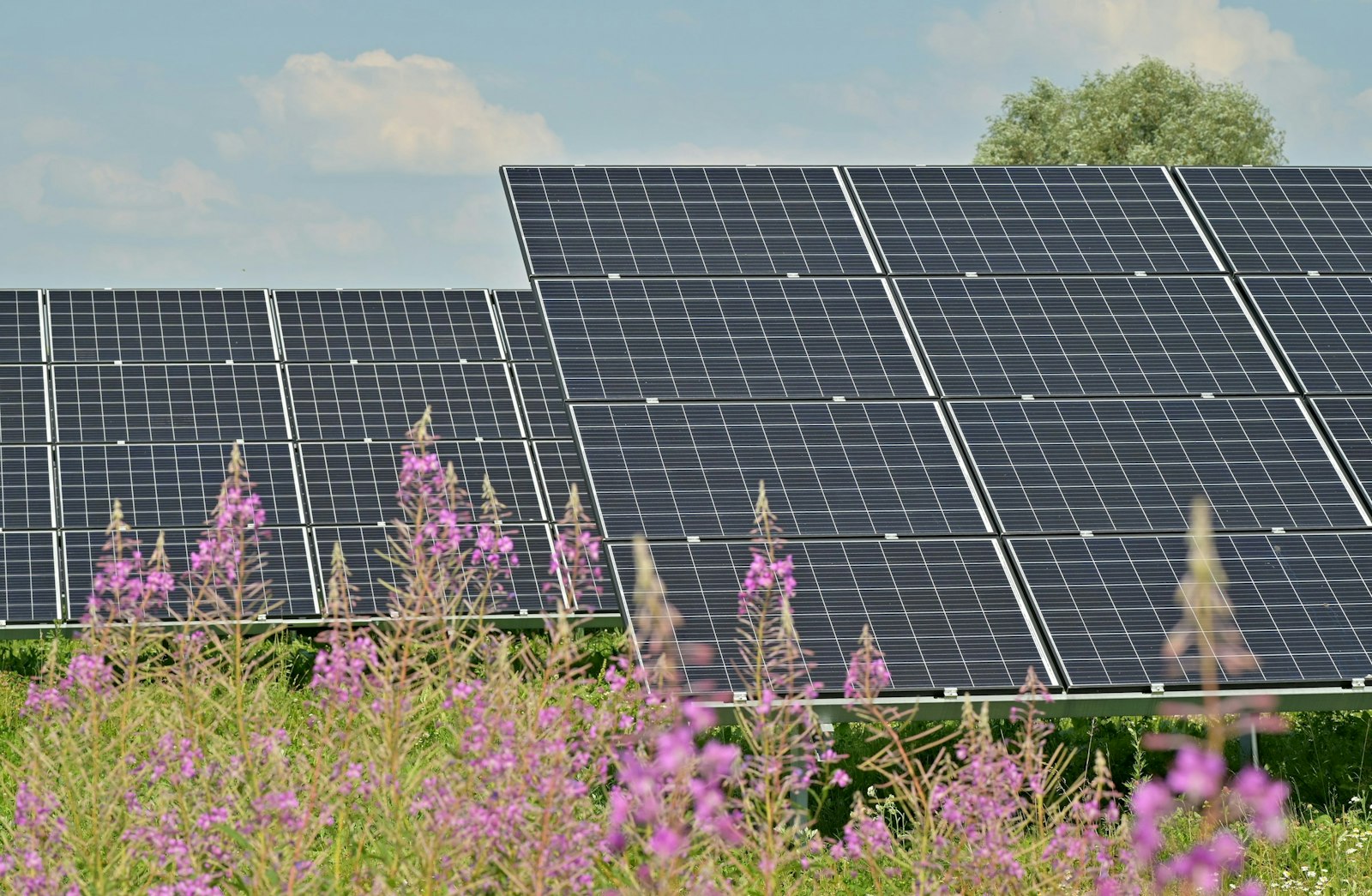 Black solar panels on purple flower field during daytime.