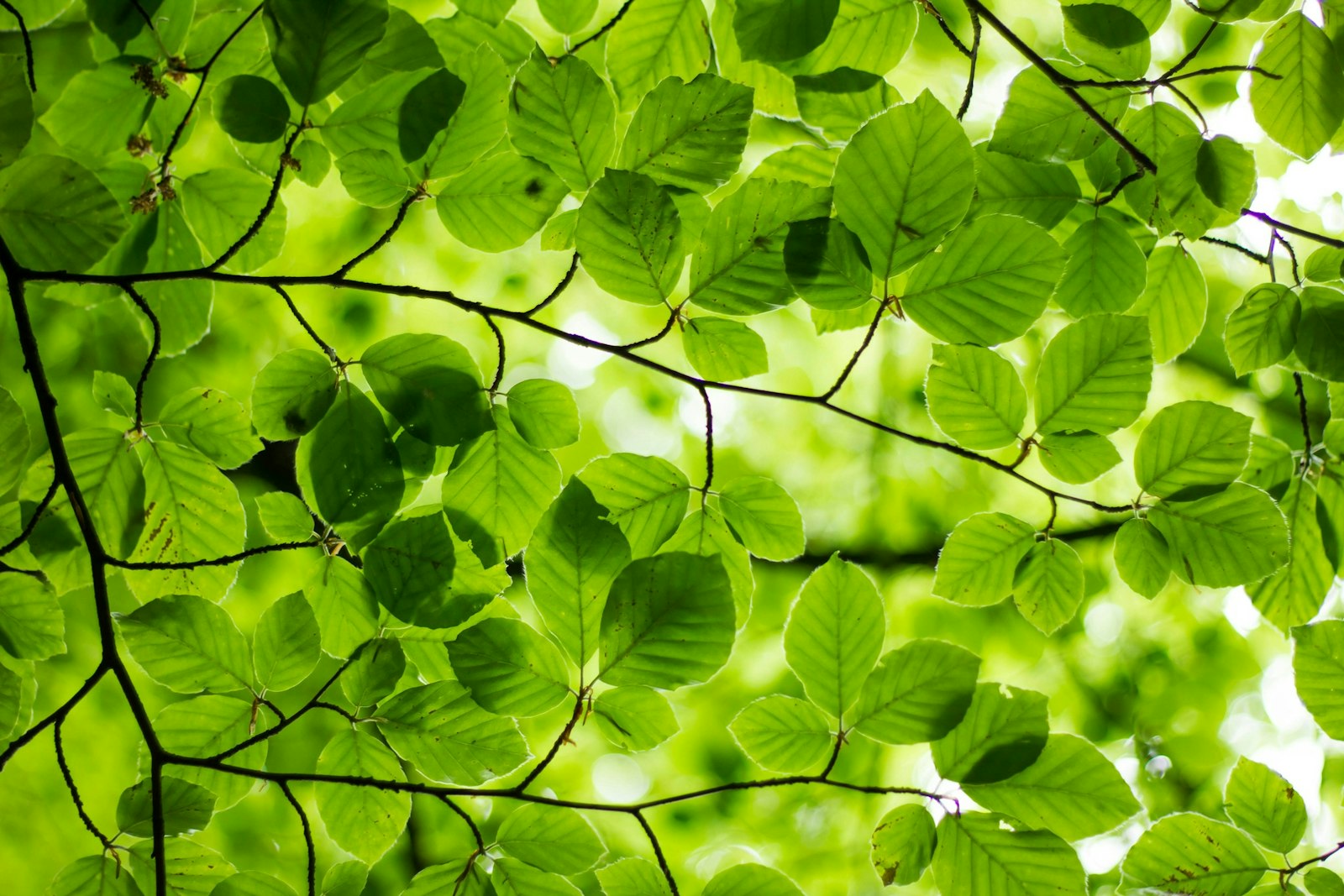 Green leafed plant.