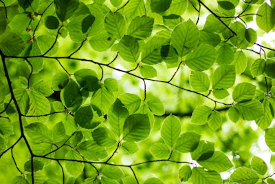Green leafed plant.