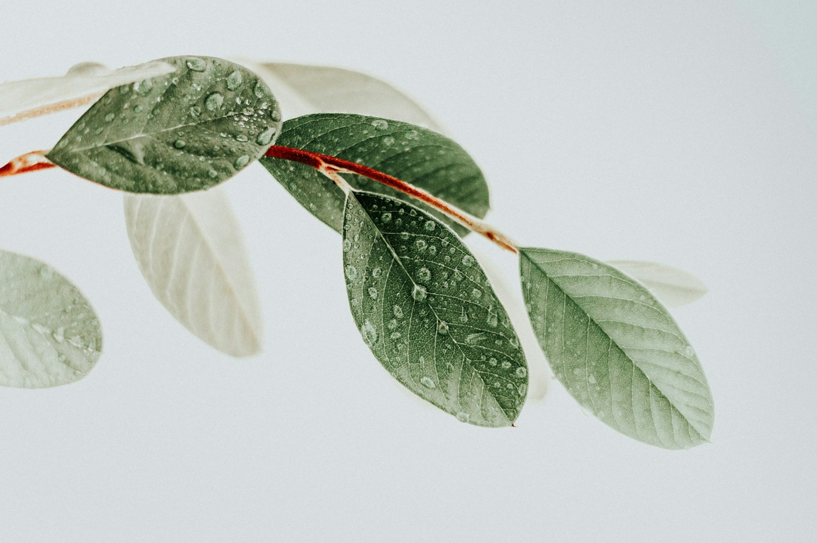 Green leaves on white surface.