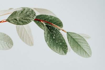 Green leaves on white surface.