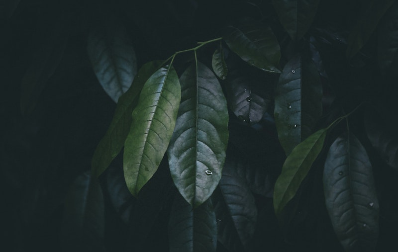 Selective focus photo of green leaves.