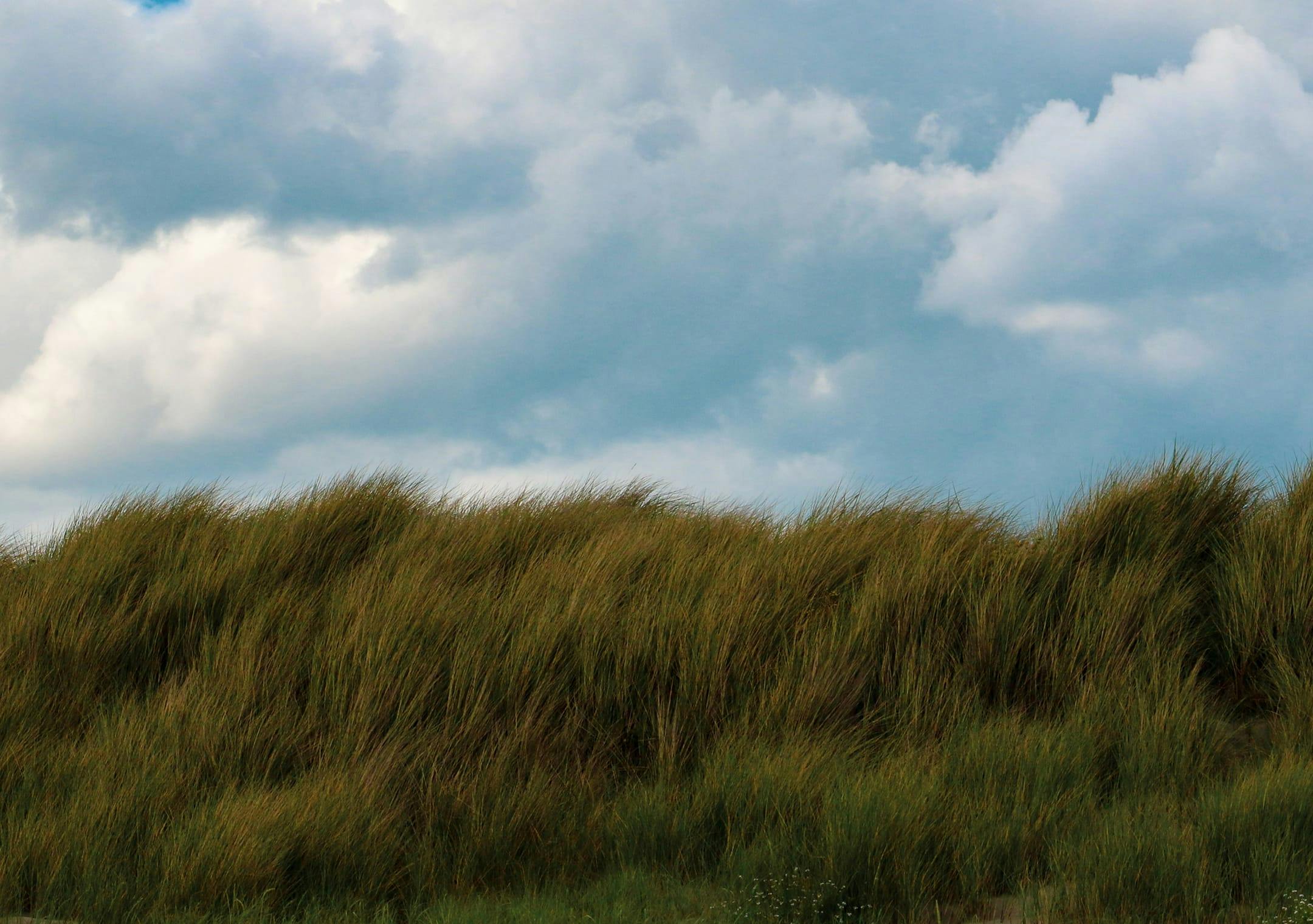 grasslands