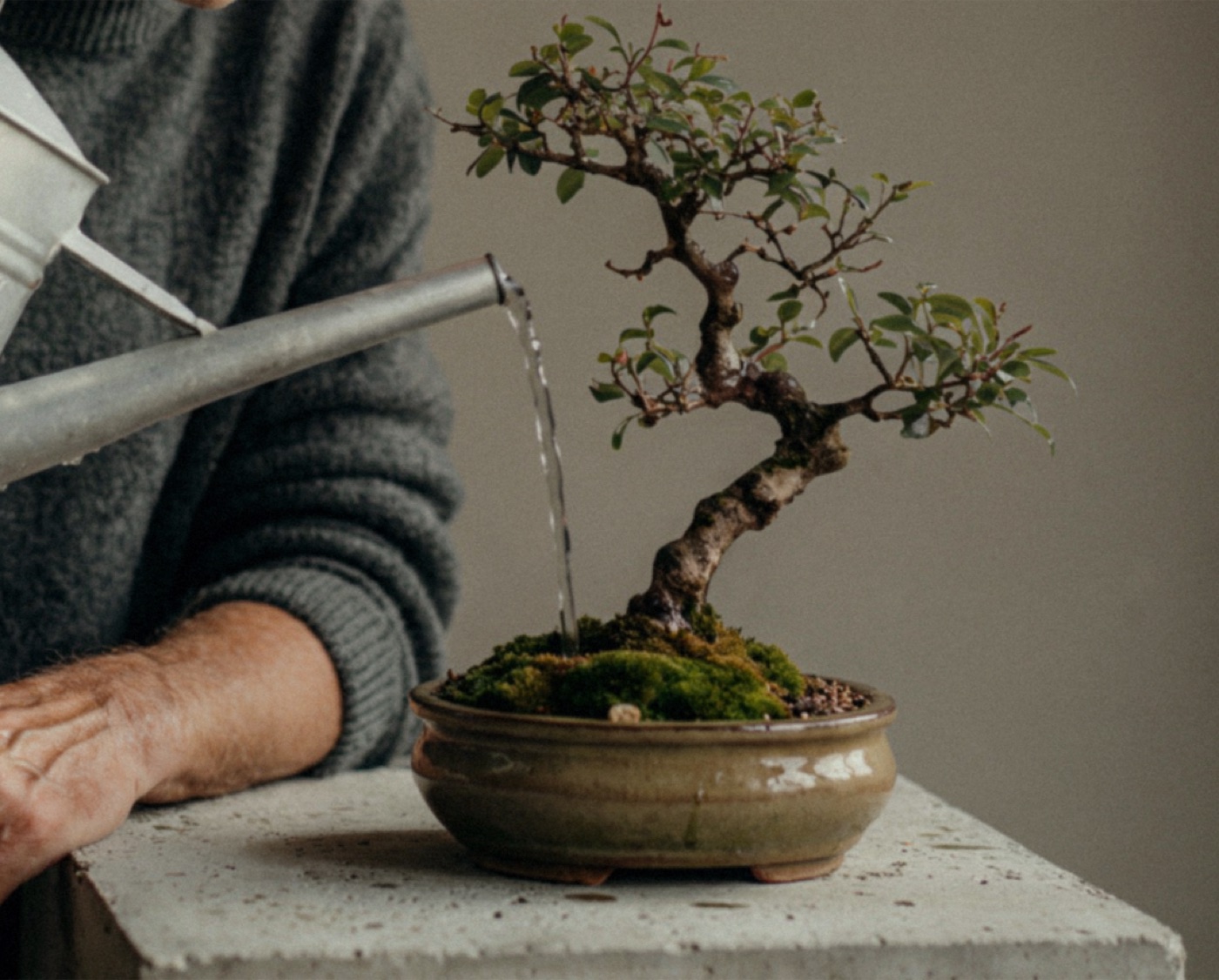 A hand carefully watering a bonsai tree