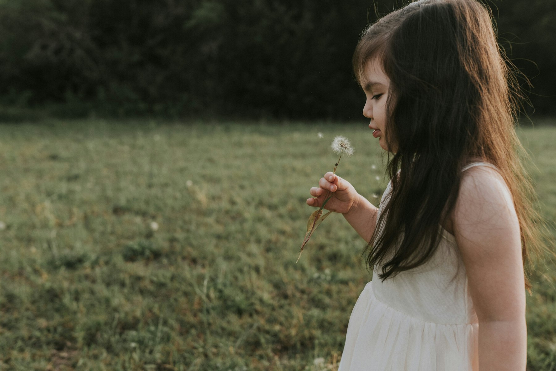 Girl in a white dress blowing a dandelion during a family session