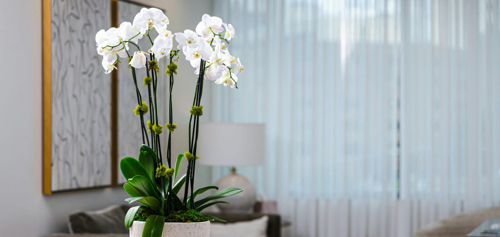 white flowers