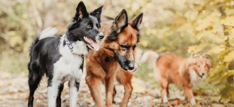 Dogs out on dog walk