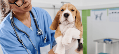 Vet sector overhaul coming in 2026 - what's changing and how to cut your bills now 