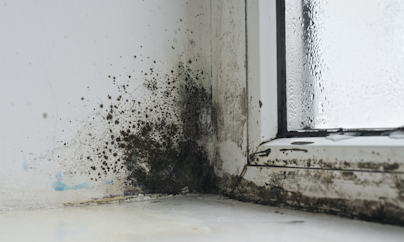 Landlords can now be fined up to £7k over damp and mould under new rules – what it means for renters