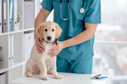 Vet bills: How to cut the cost of pet treatment as rules change