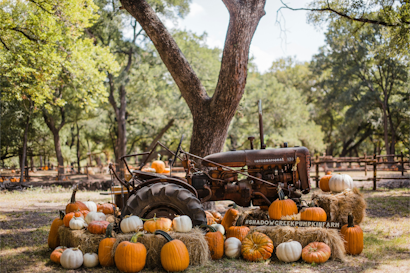 Pumpkin Patch Prices UK 2026: What a Family Day Out Costs