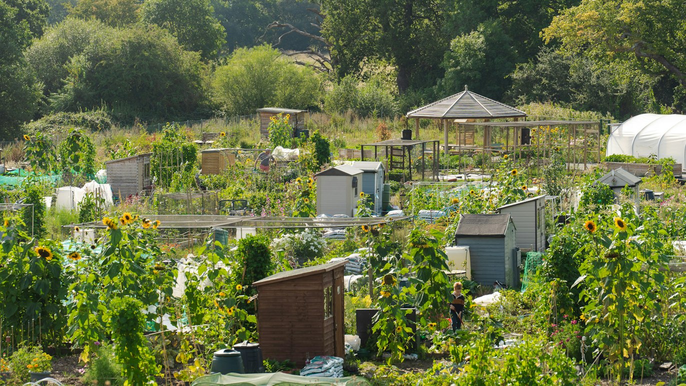 Community allotments with vegetable plots, sheds and greenhouses