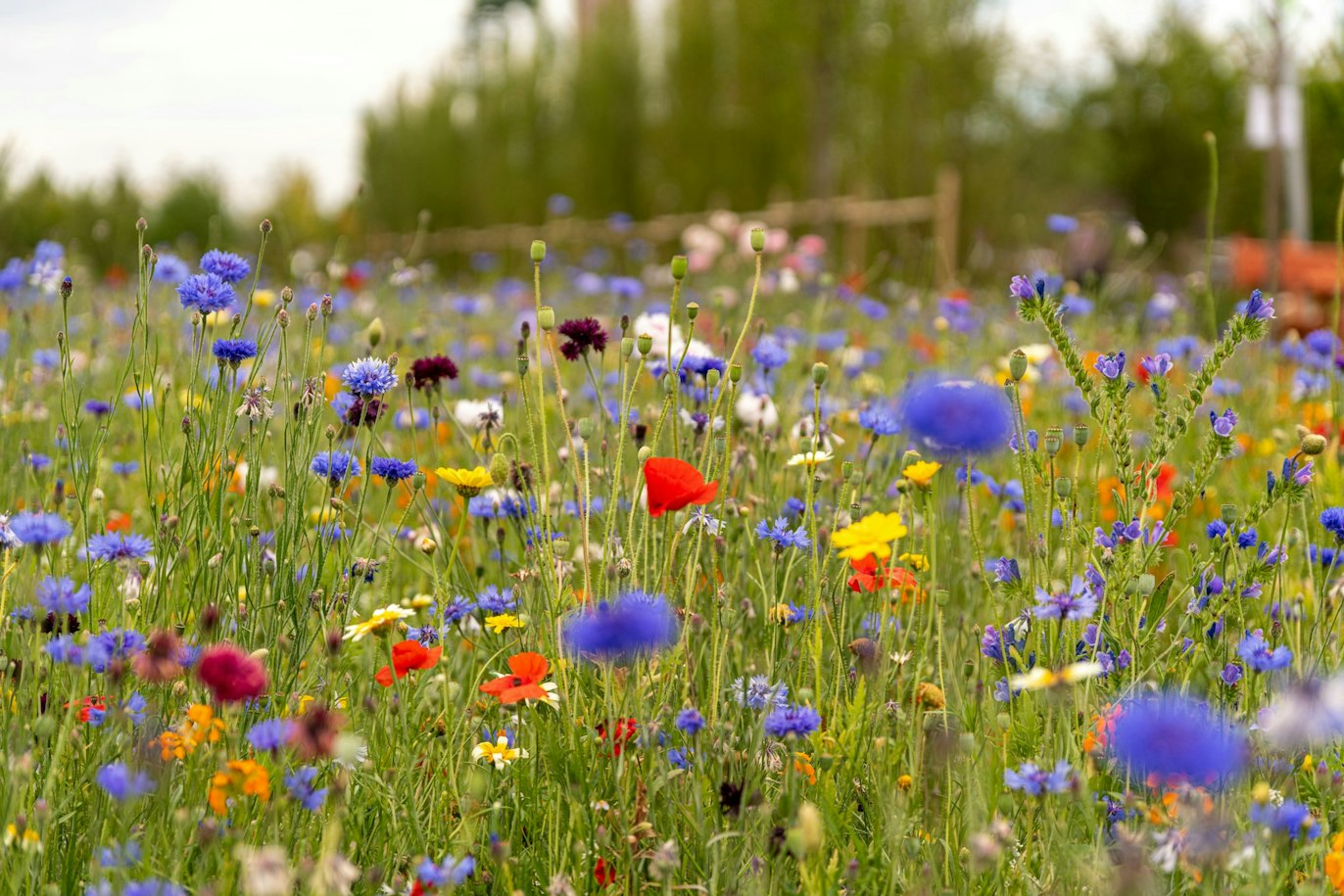 A wildflower meadow with cornflowers, poppies and other mixed planting