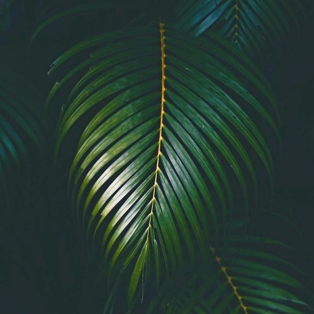 big tropical fern
