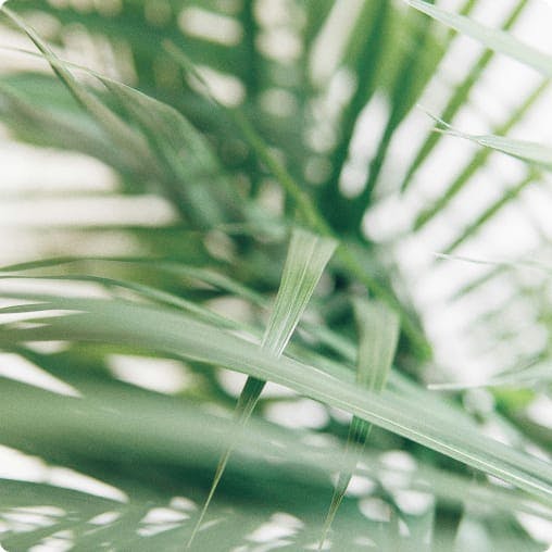 Close-up of some leaves
