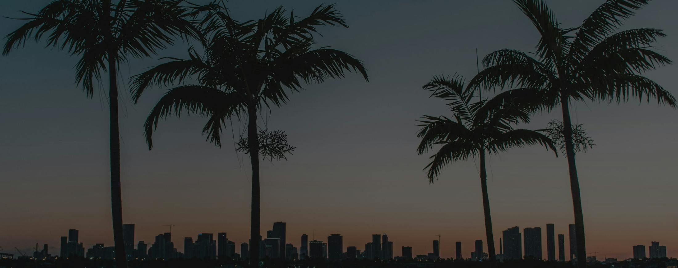 sunset and palm trees