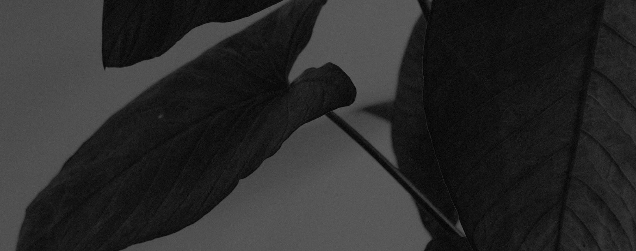 plant leaves