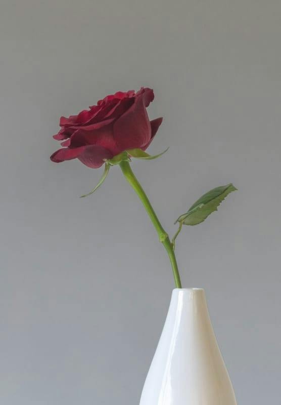 A flower