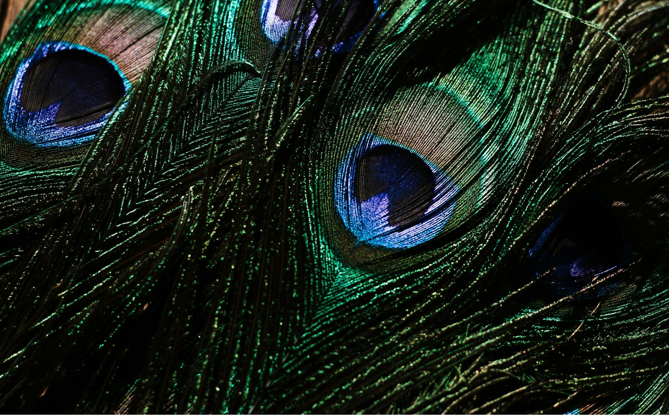 peacock feathers