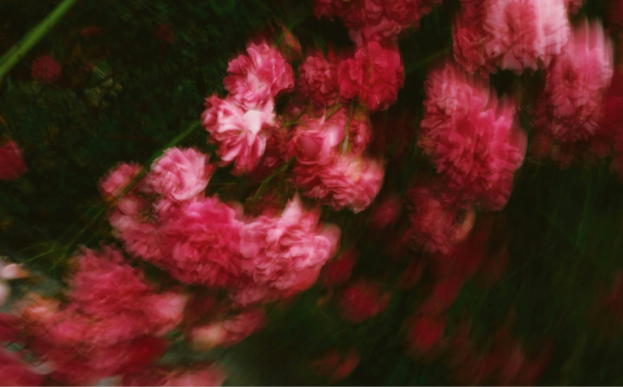 pink carnations