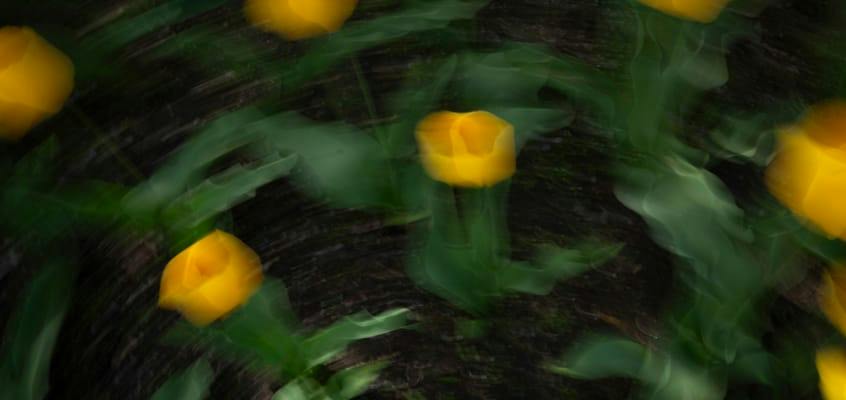 yellow tulips