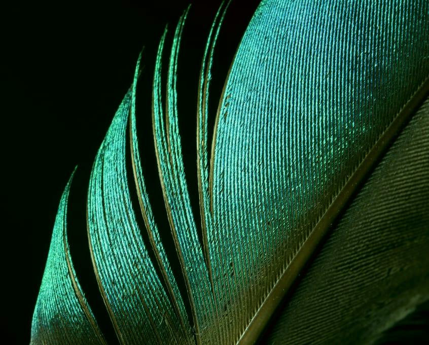 green feather