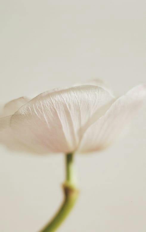 white flower
