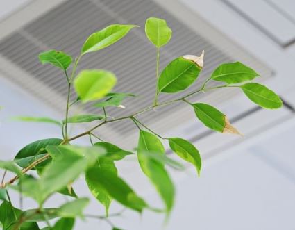 Roślina na tle sufitowej klimatyzacji w biurze