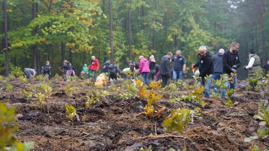 Grupa ludzi sadzi las