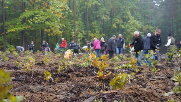 Grupa ludzi sadzi las