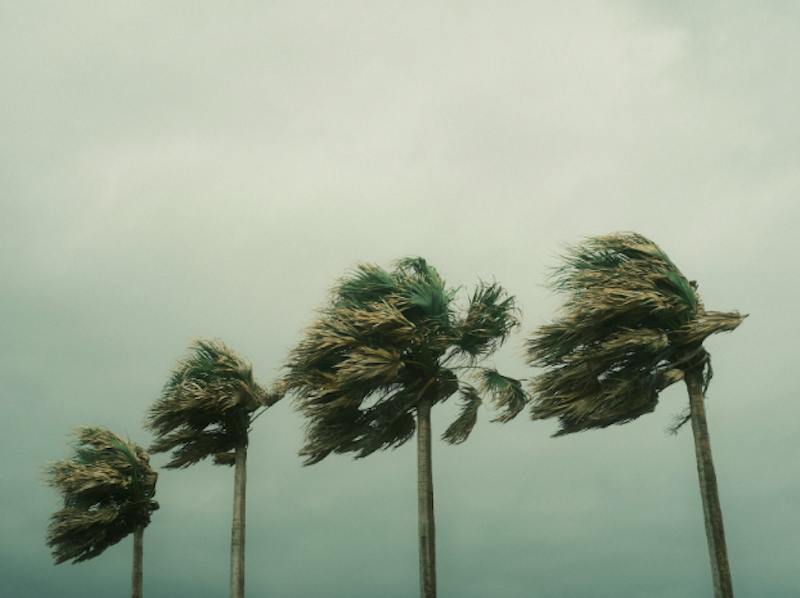 Palm trees blowing in the wind