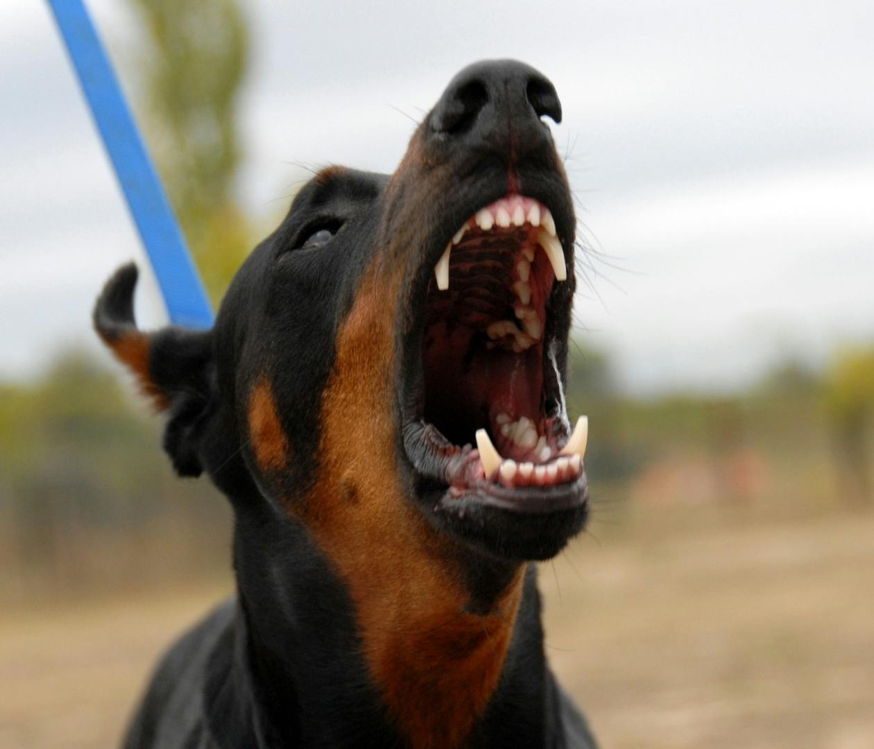 A dog barking
