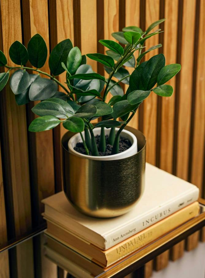 plant on a pile of books