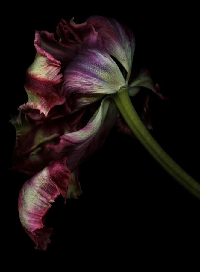 flower art