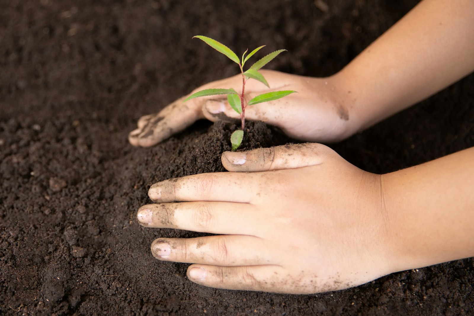 A young plant in soil