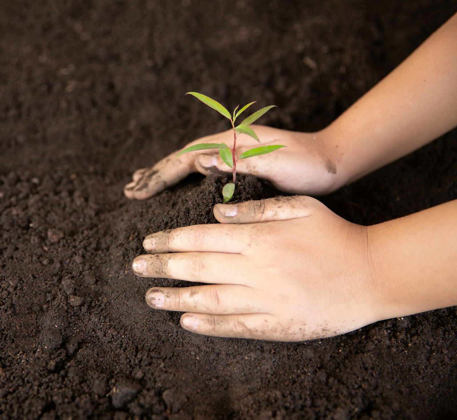 A young plant in soil