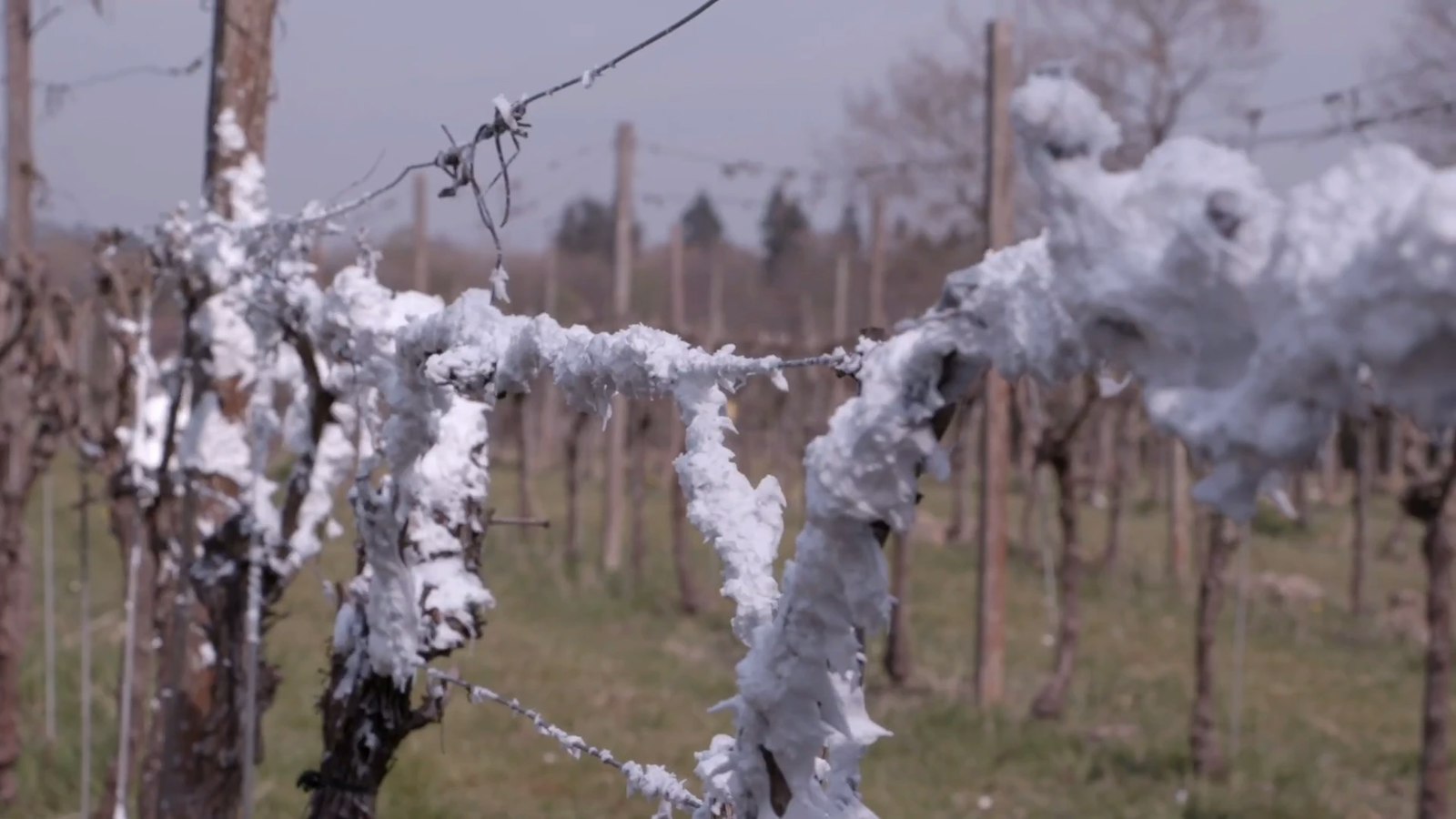 Vines covered in Frosco protective foam
