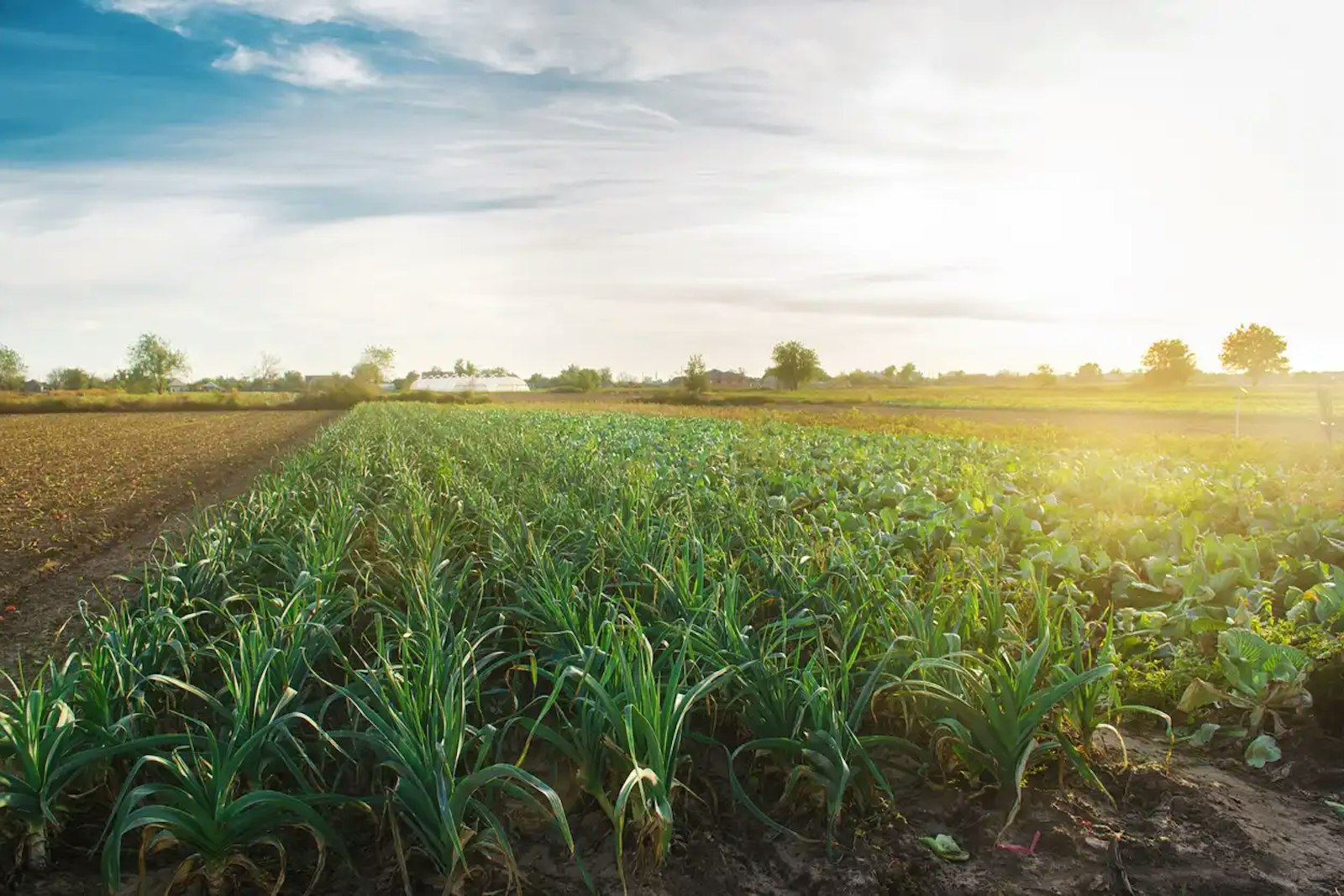 Rows of young crops in a field under an evening sky