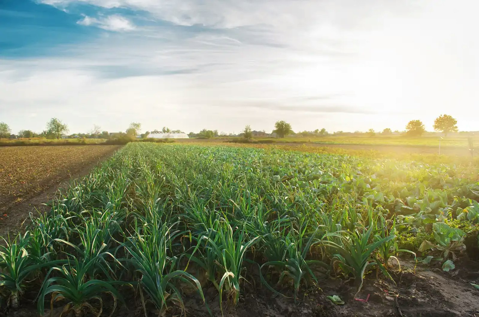 Rows of young crops in a field under an evening sky