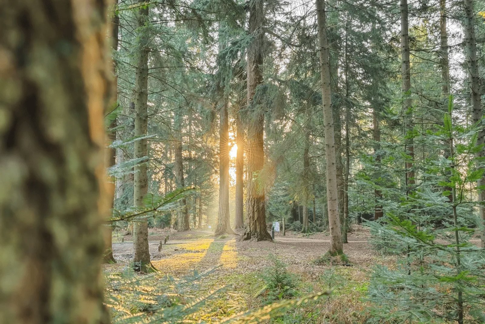 A pine forest