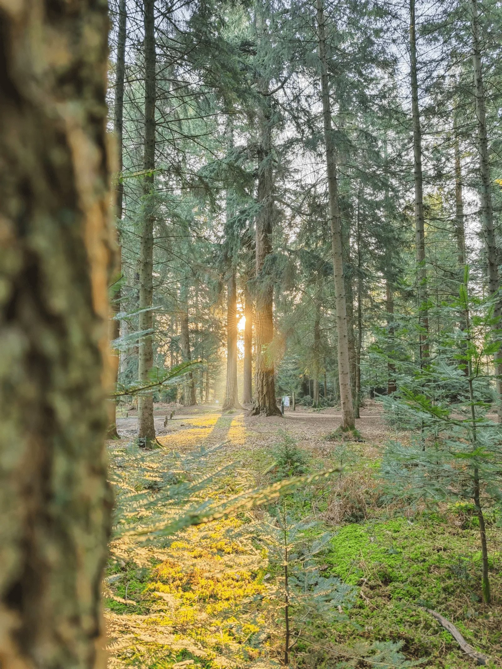 A pine forest