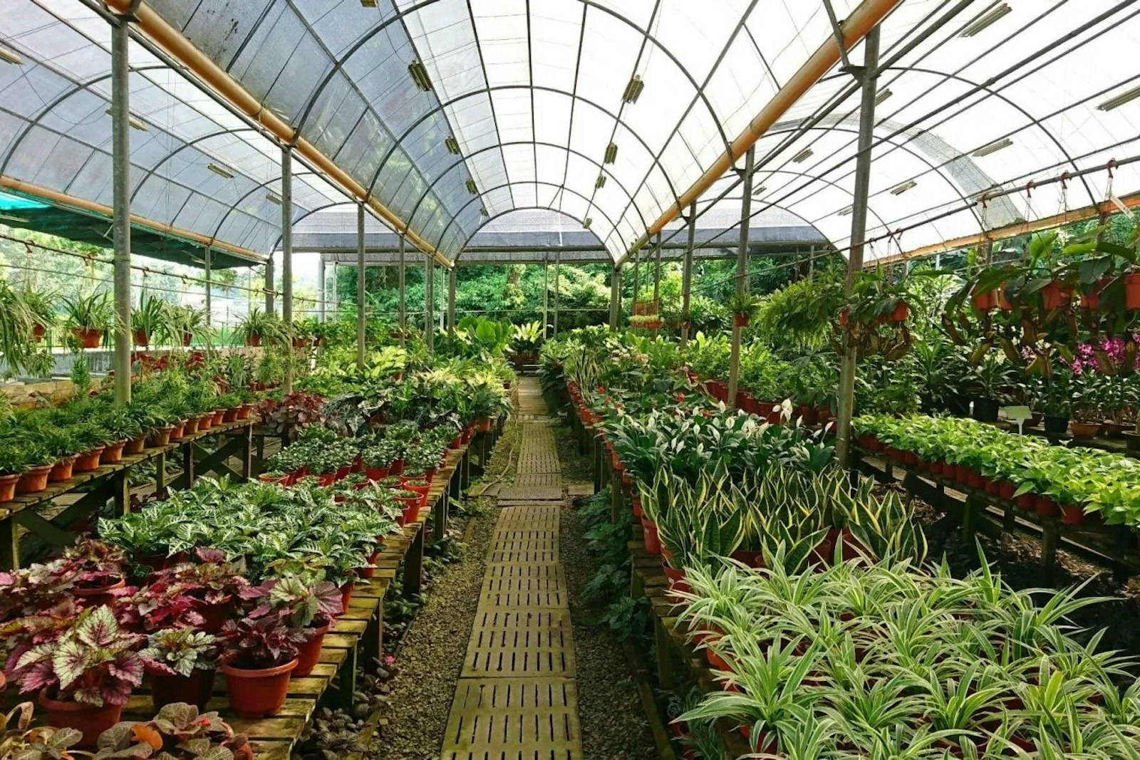 Plants growing inside a greenhouse