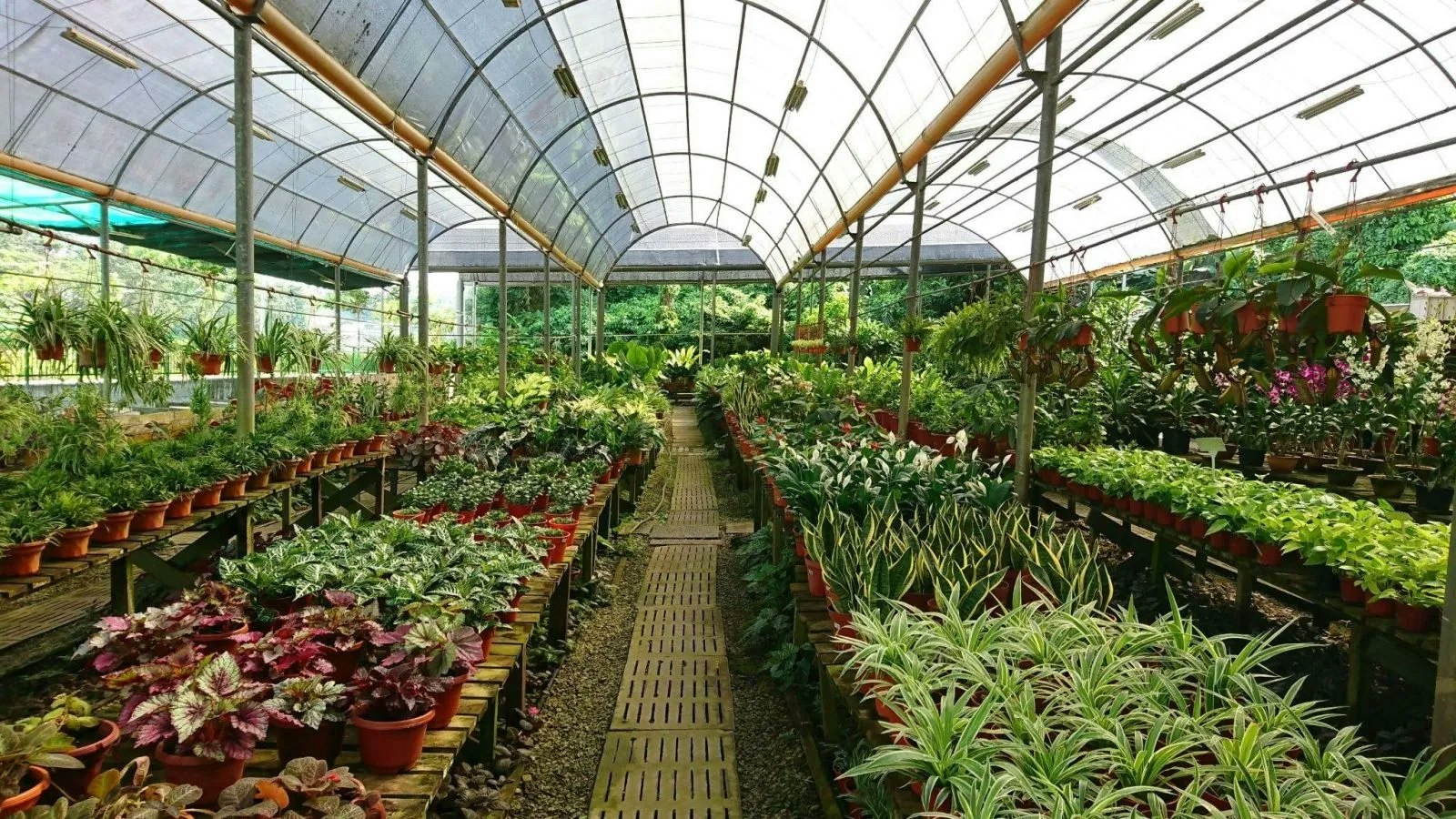 Plants growing inside a greenhouse