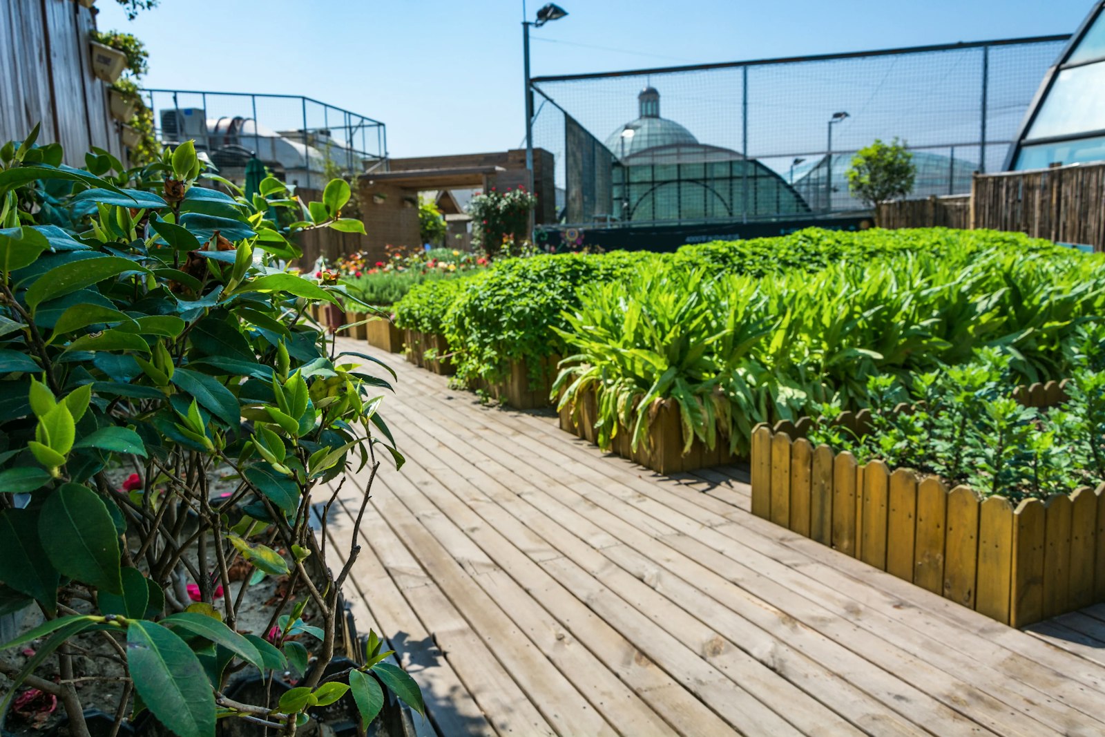 Vegetables growing in raised beds