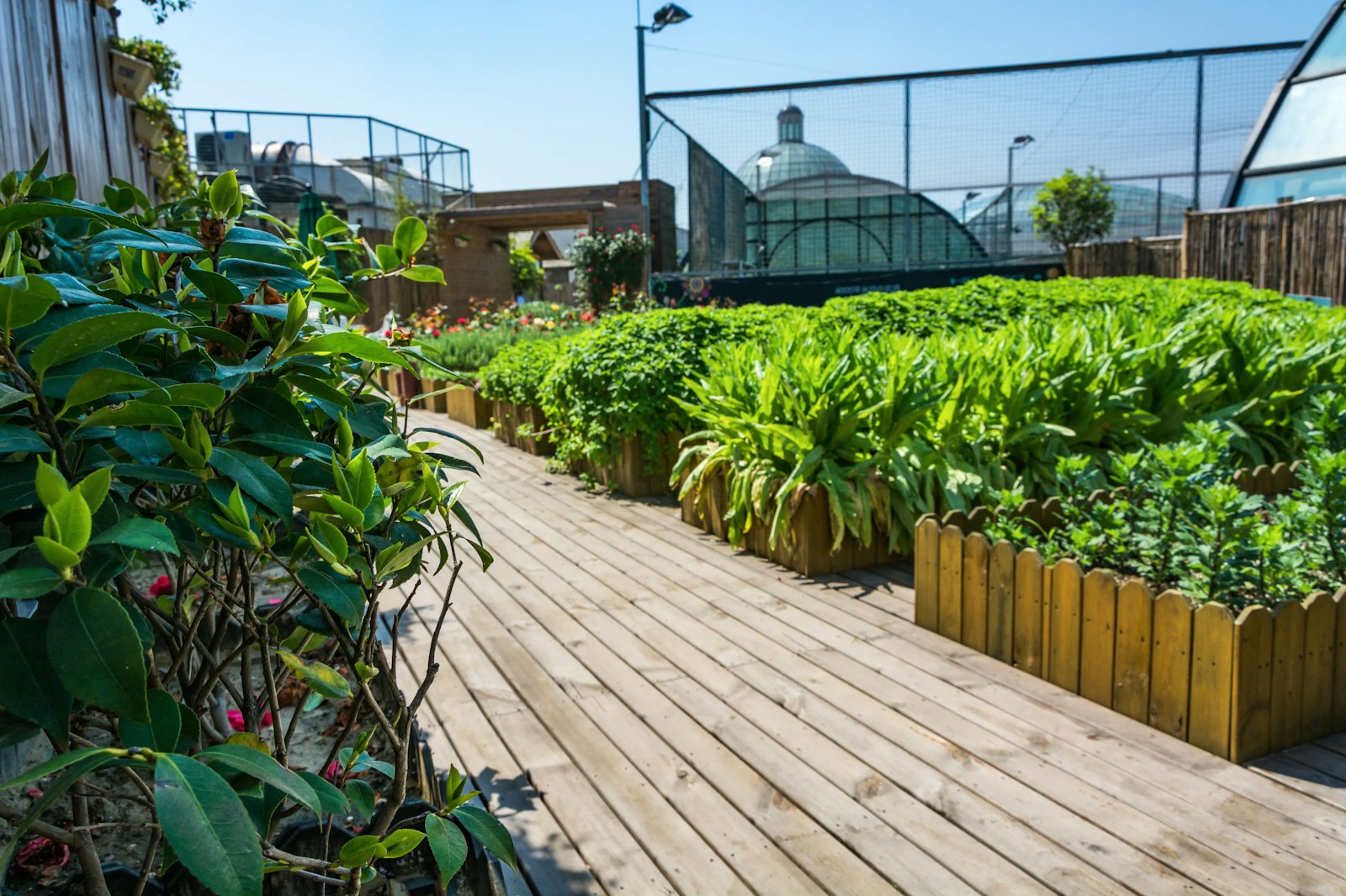 Vegetables growing in raised beds