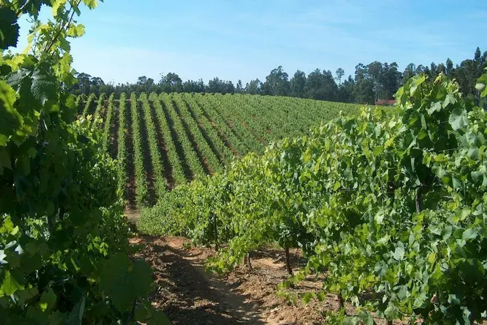 Rows of vines in a vineyard