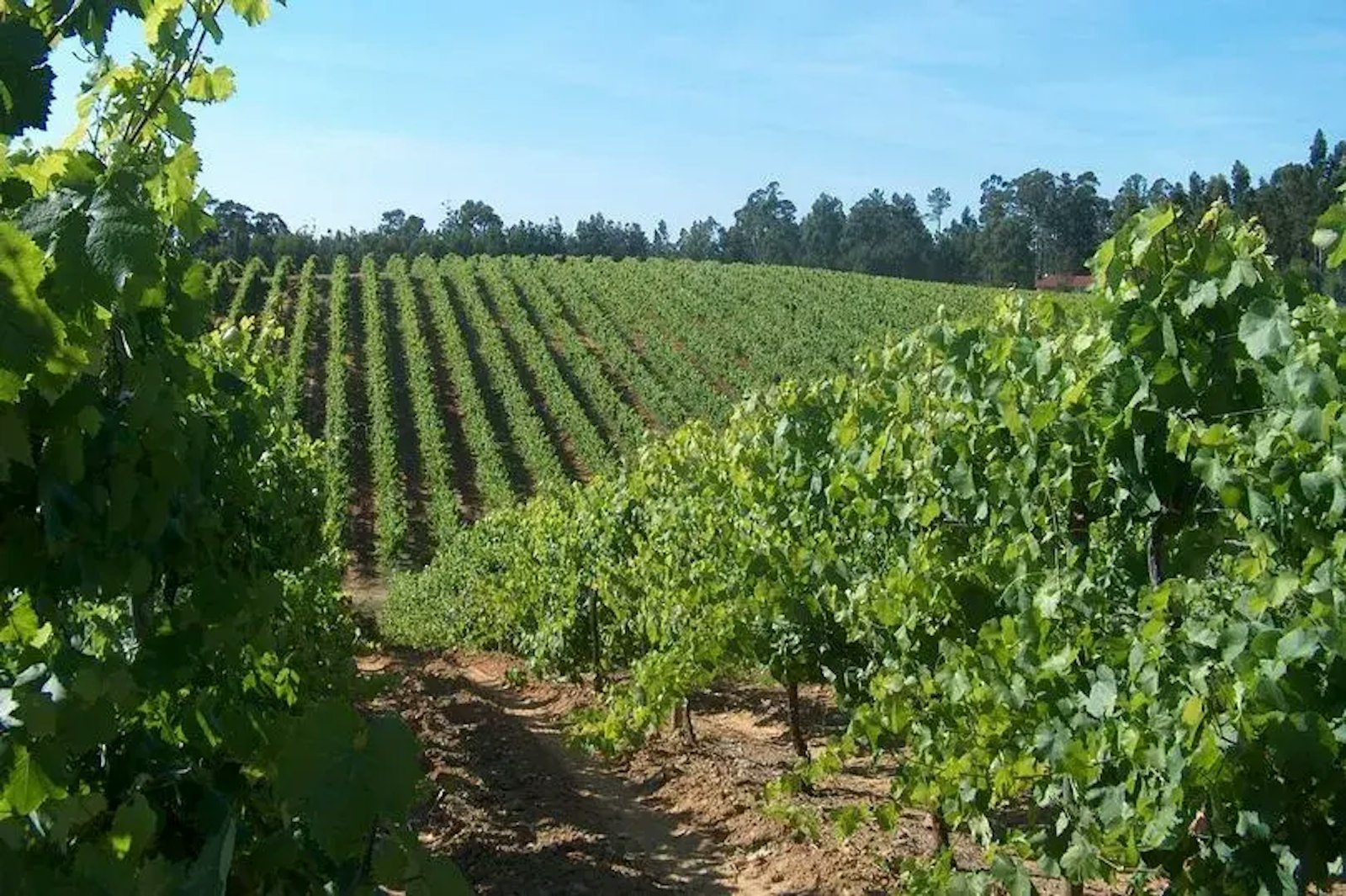 Rows of vines in a vineyard